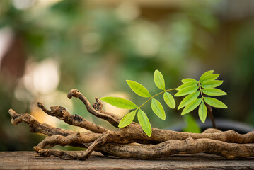 Dried Eurycoma longifolia Jack or Tongkat Ali roots and branch green leaves on natural background. © wasanajai