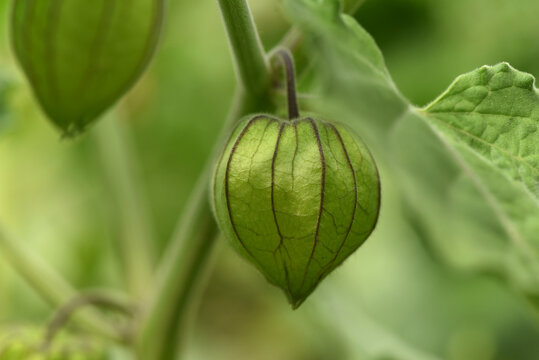 Unripe fruit of a physalis on a branch