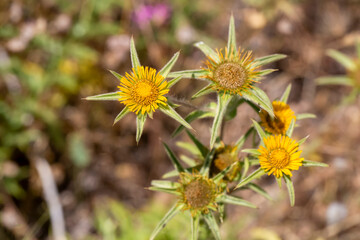 Spiny Starwort yellow flower close up - Latin name - Pallenis spinosa