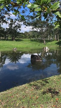 calm park pond with still water reflections framed by trees grass and scattered rocks