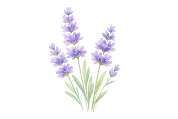 Fototapeta premium Lavender flower watercolor illustration with purple blossoms and green leaves, botanical herb drawing on transparent background