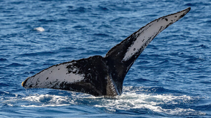 Humpback Whale activity off Maui Hawaii
