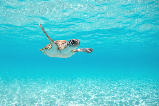 Green sea turtle swimming in crystal clear shallow tropical ocean water above sandy seabed, bright turquoise caribbean underwater marine wildlife nature scene