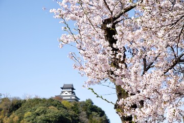 犬山市、満開の桜と国宝犬山城
