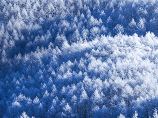 カラマツの霧氷