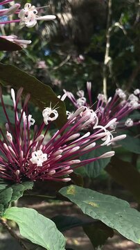 Delicate pink stems radiate outward into soft white curled blossoms, forming striking firework-like flower clusters surrounded by broad green leaves.