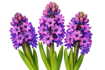 Fototapeta premium Three purple and pink hyacinth blossoms with green leaves, delicate spring flowers expressing blooming and growth, transparent background