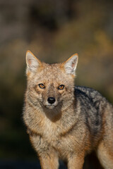 Fototapeta premium Portrait of a culpeo fuegian fox (Lycalopex culpaeus) adult at Tierra del Fuego National Park, Patagonia, Argentina