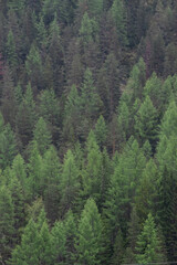 Aerial view of lush green conifer forest on a foggy day