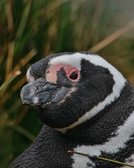 Portrait of an adult magellanic penguin (Spheniscus magellanicus) at Staten Island, Tierra del Fuego, Patagonia