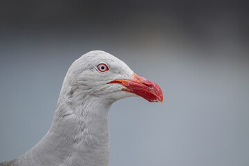 Obraz premium Portrait of a Dolphin Gull (Leucophaeus scoresbii)