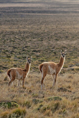 Guanacos (Lama guanicoe) stanting on grassland at forest-steppe ecotone in Tierra del Fuego, Argentina