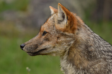 Fototapeta premium Portrait of a culpeo fuegian fox (Lycalopex culpaeus) adult at Tierra del Fuego National Park, Patagonia, Argentina