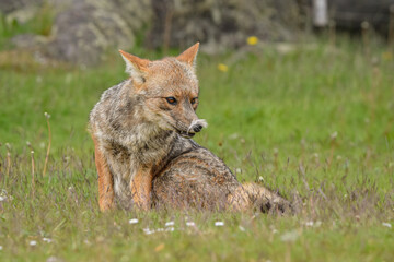 Obraz premium Portrait of a culpeo fuegian fox (Lycalopex culpaeus) adult at Tierra del Fuego National Park, Patagonia, Argentina