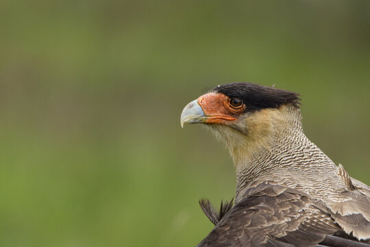 Crested Caracara (Caracara plancus) portrait on grassland, Tierra de Fuego, Argentina