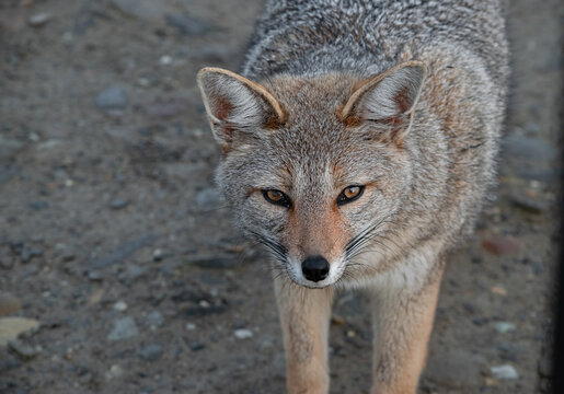Portrait of a grey fox (Lycalopex gymnocercus) in Patagonia, Tierra del Fuego, Argentina
