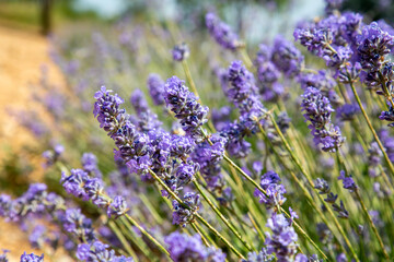 Obraz premium Isparta lavender gardens view - Kuyucak village - Turkey