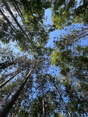 Obraz premium trees in the forest