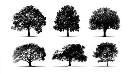 Fototapeta premium Set of Black Tree Silhouettes Vector Illustration Isolated on White Background