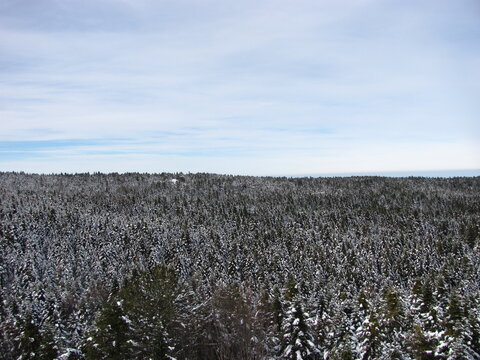 Snow Covered Woodland Landscape in Winter / Kış Mevsiminde Karla Kaplı Ormanlık Alan