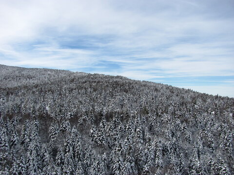 Frozen Winter Forest Panorama with Snow / Karla Donmuş Kış Ormanı Panoraması