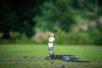 Fototapeta premium King Cobra Highly Deadly Venomous snake of India