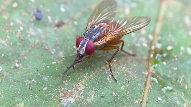 Macro Close-Up of Orange Phaonia Fly Grooming and Cleaning Its Proboscis with Forelegs