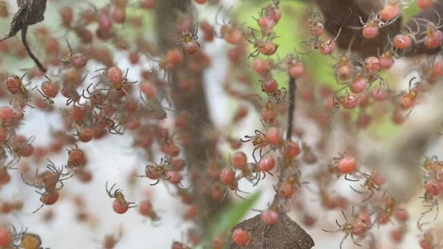 Macro Cluster of Golden Orb Weaver Spiderlings on Web