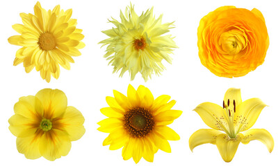 Set of different yellow flowers isolated on white