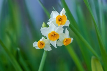 ひっそりと咲く春の訪れを告げる白い水仙の花。柔らかなボケを背景にした自然の風景。