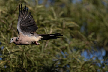 Obraz premium Spotted Dove (Spilopelia chinensis) flying to the left (side on shot) against a Kowhai tree