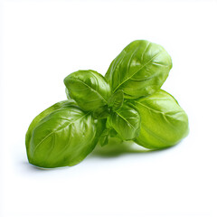 Fototapeta premium Isolated fresh basil leaves on a clean white background.