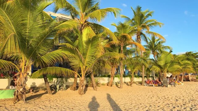 A picturesque sandy beach with lush palm trees on island Saint Martin, the Caribbean in the rays of the setting sun.