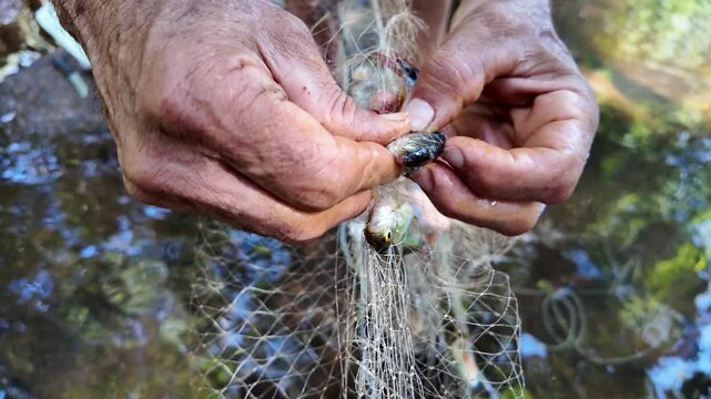 fishing for tilapia with a net, in a stream in the jungle