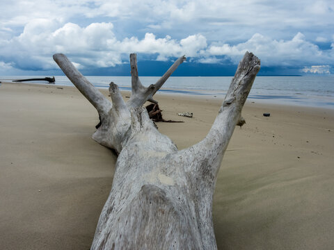 Dry palm trunk dragged by seawater towards the beach