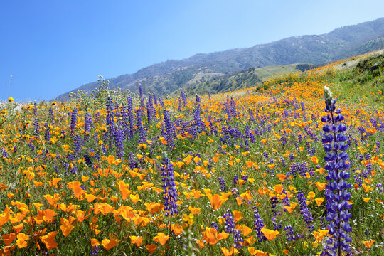 Lush hillsides covered in orange poppies and purple lupine wildflowers during a superbloom in Arvin, California