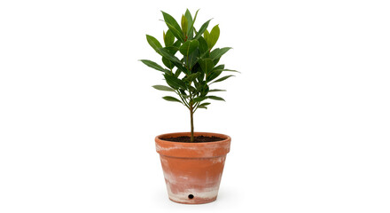 Obraz premium Small green plant in a rustic terracotta pot on a clean white background