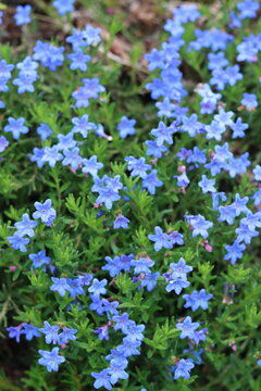 Blue lithodora or glandora prostrata flowers