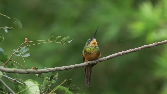 Rufous-tailed jacamar (Galbula ruficauda) eating insect while perched on branch