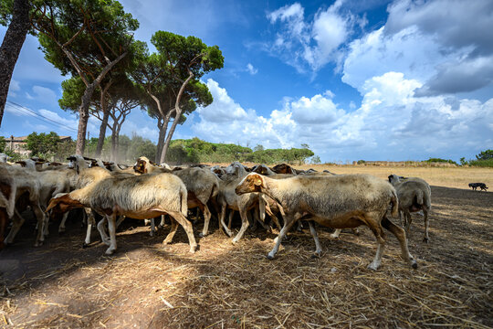 Sheep dispersed across open land in Parco degli Acquedotti park area, Rome, during a clear summer day.