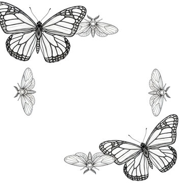 ornate black ink line art frame of stylized monarch butterflies and delicate moths on a stark white background with vast copy space, classical illustration template concept