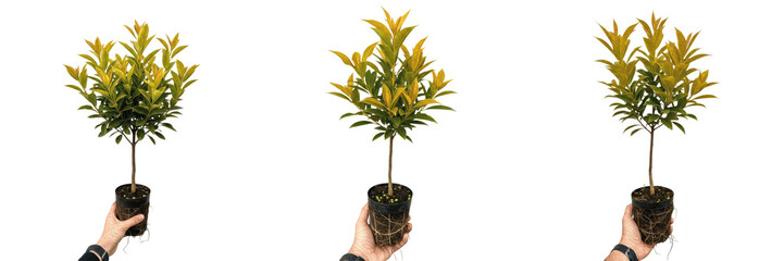 Set of Potted Young Sapling Poses, Gardening and Nursery Collection Isolated on White, PNG Oil Paint