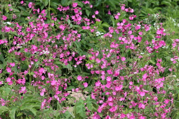 Obraz premium Red campion flowers in a meadow