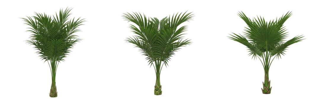 Set of Tropical Pygmy Date Palm Trees, Phoenix Roebelenii Ornamental Garden Plant Collection, Isolated on Transparent Background, PNG Oil Paint