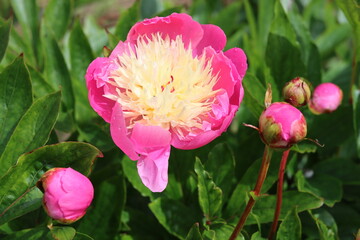 Pink and cream Chinese peony or paeonia lactiflora 'Bowl of Beauty' © Francesca Leslie