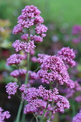 Obraz premium Pink valerian flowers in a garden