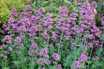 Fototapeta premium Pink valerian flowers in a garden