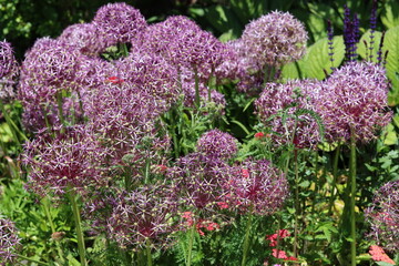 Obraz premium Group of allium cristophii flower heads - huge globes of small star-shaped, pinkish-purple flowers