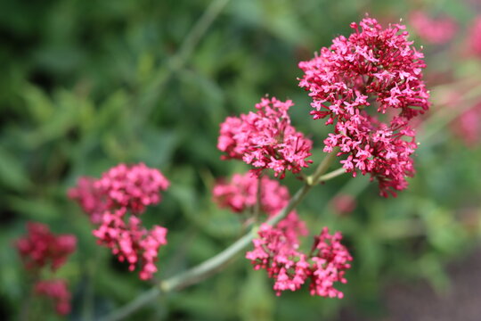 Red valerian or centranthus ruber flowers