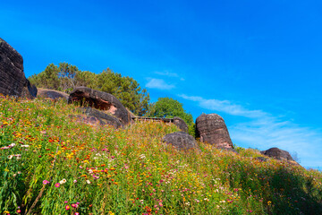 Wildflower field under blue sky with large rock formation and paper flowers creating colorful natural scene Ban Rong Kla Thailand